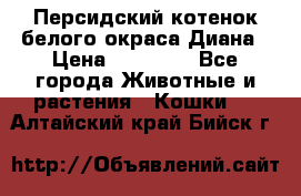 Персидский котенок белого окраса Диана › Цена ­ 40 000 - Все города Животные и растения » Кошки   . Алтайский край,Бийск г.